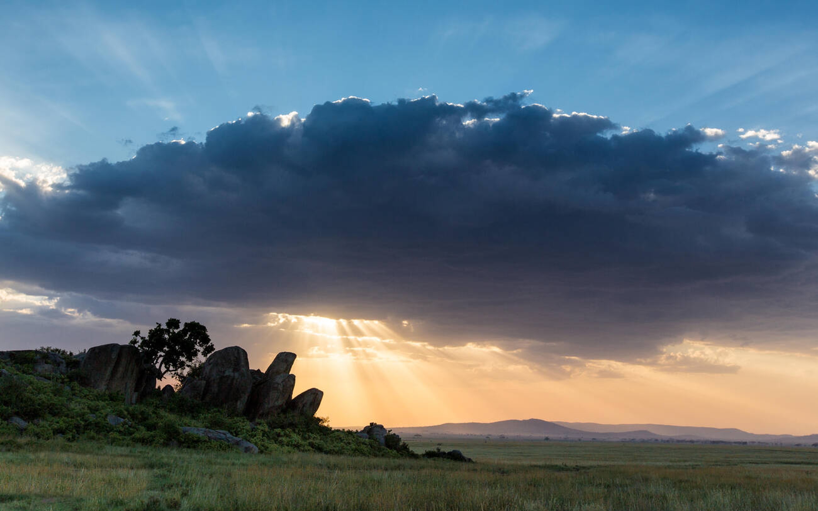 Serengeti Lions